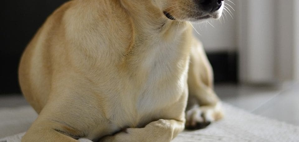 Tür zu, Hund gelassen