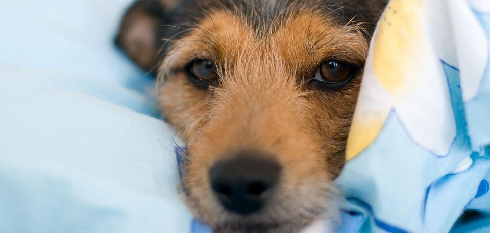 Hier hat Hund Pause