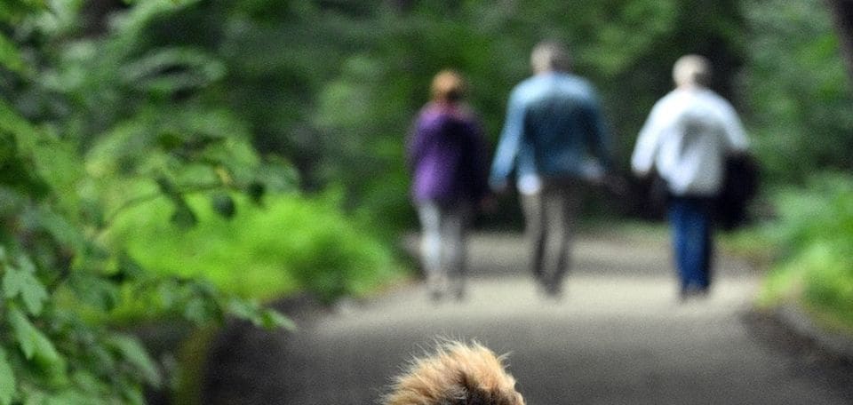 Hundehaftpflicht: Wann Pflicht?