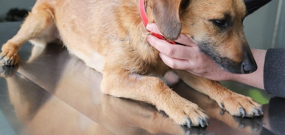 Hundekrankenversicherung: Lohnt sie sich?